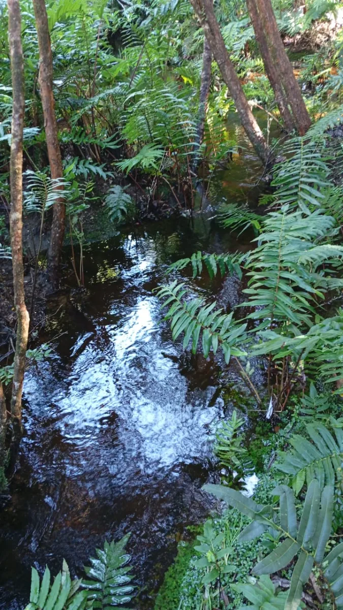 HERMOSA PARCELA EN PARPALEN, Puerto Montt — foto 3