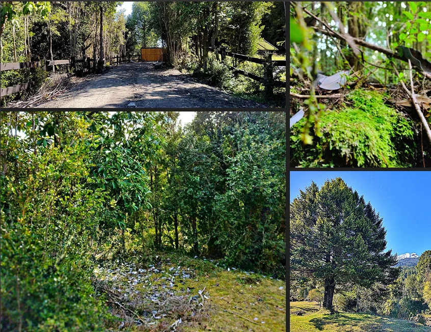 Parcelas en el Sur: Naturaleza y Conectividad — foto 2