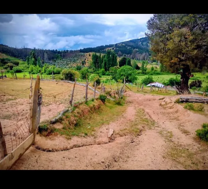 CAMPO LINDO 4 HECTÁREAS EN LOS SAUCES  — foto 3