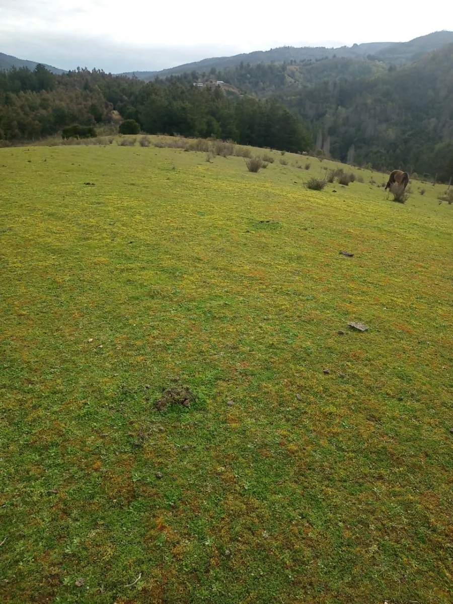 CAMPO LINDO 4 HECTÁREAS EN LOS SAUCES  — foto 4