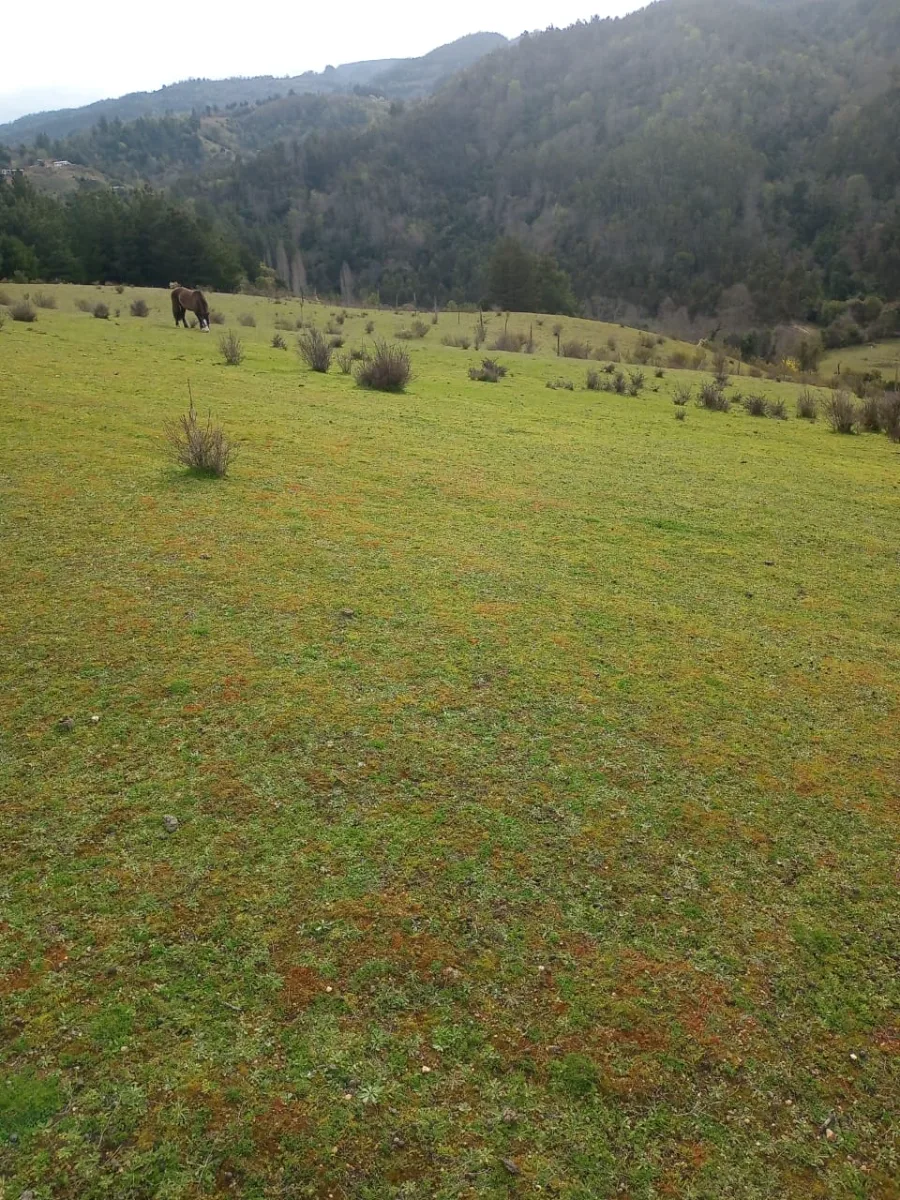 CAMPO LINDO 4 HECTÁREAS EN LOS SAUCES  — foto 5