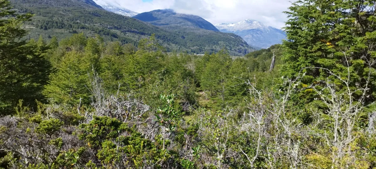 Terreno 98 hectáreas Patagonia — foto 3