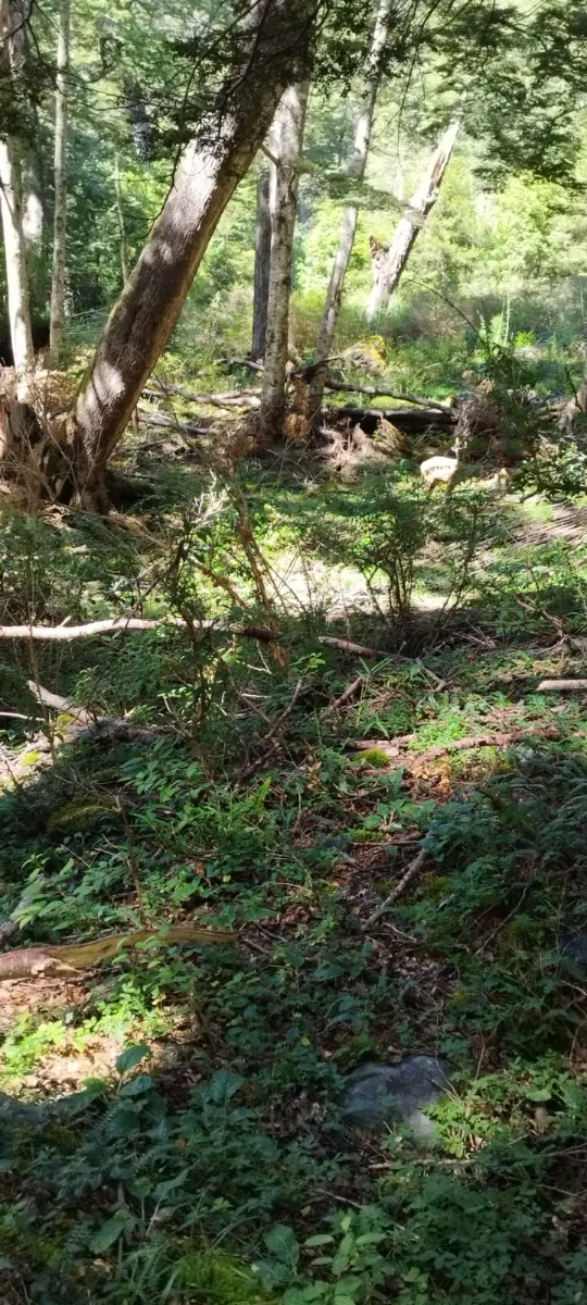 Terreno 98 hectáreas Patagonia — foto 4