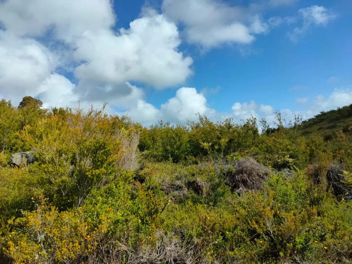 Parcela 7400 mts en Los Muermos — foto 3