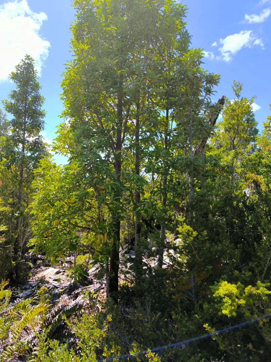 Parcela 7400 mts en Los Muermos — foto 4