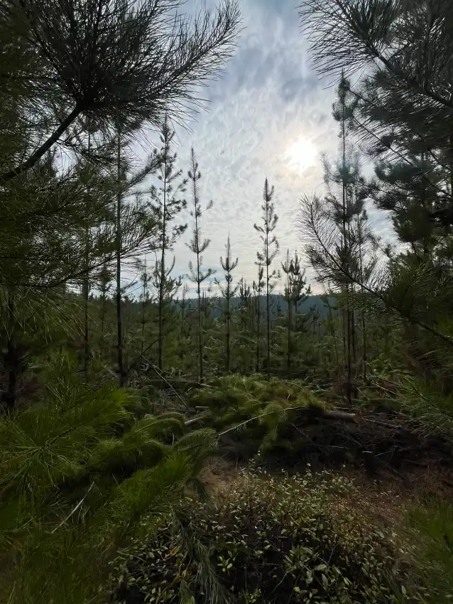 Predio Forestal de 13,5 Hectáreas en Paredones