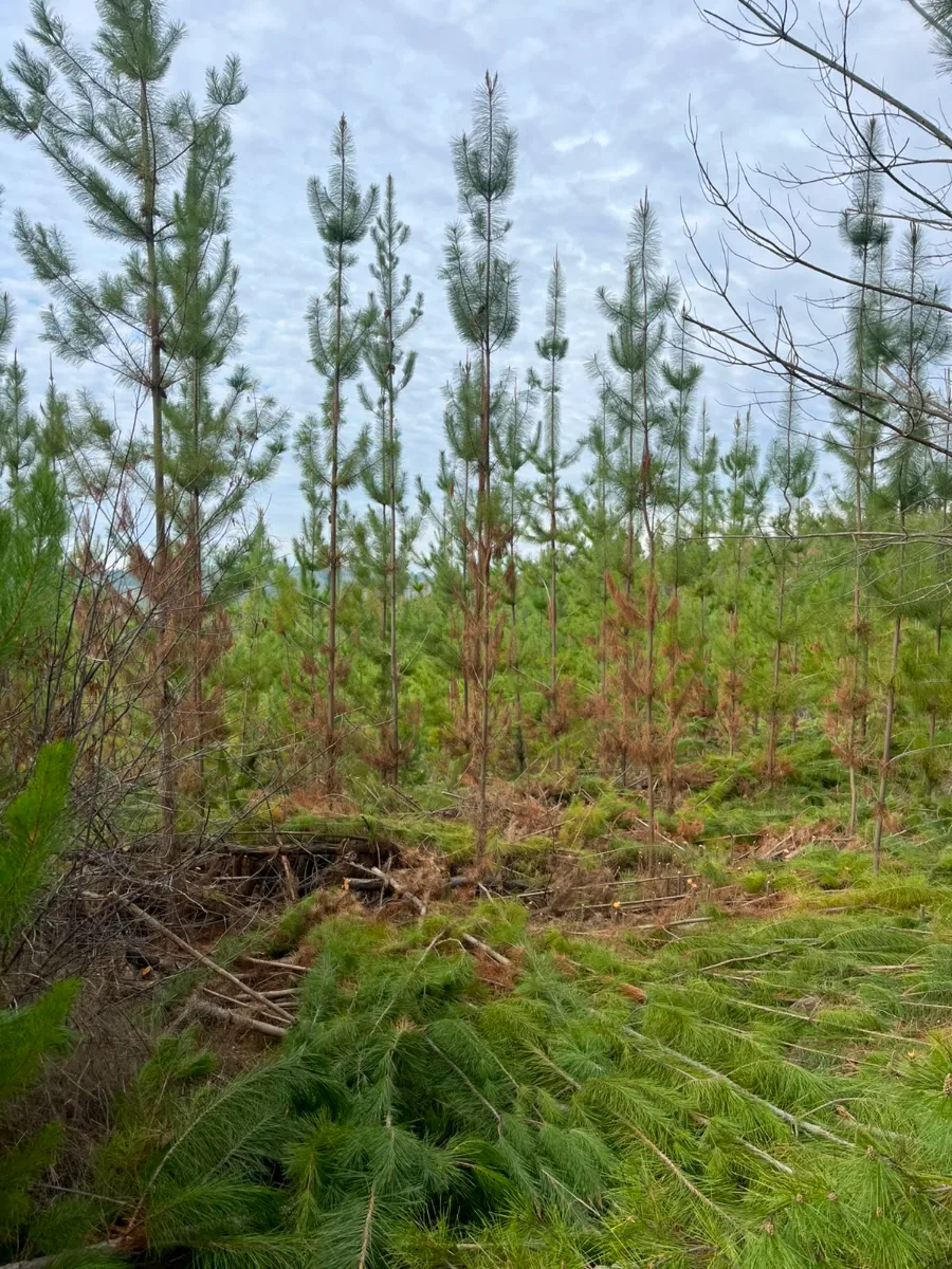Predio Forestal de 13,5 Hectáreas en Paredones — foto 2