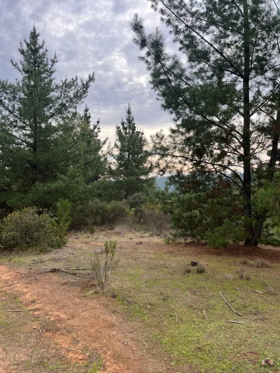 Predio Forestal de 13,5 Hectáreas en Paredones — foto 3