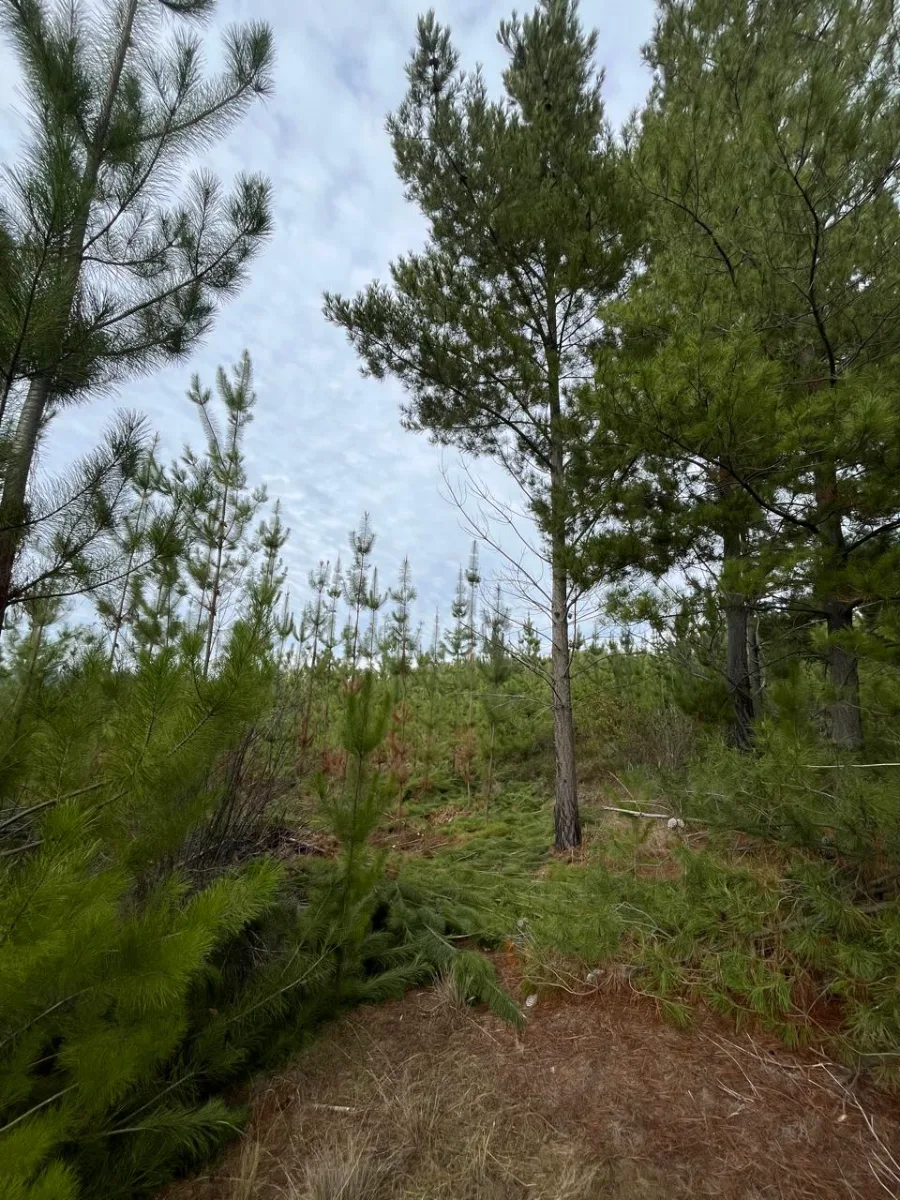 Predio Forestal de 13,5 Hectáreas en Paredones — foto 4