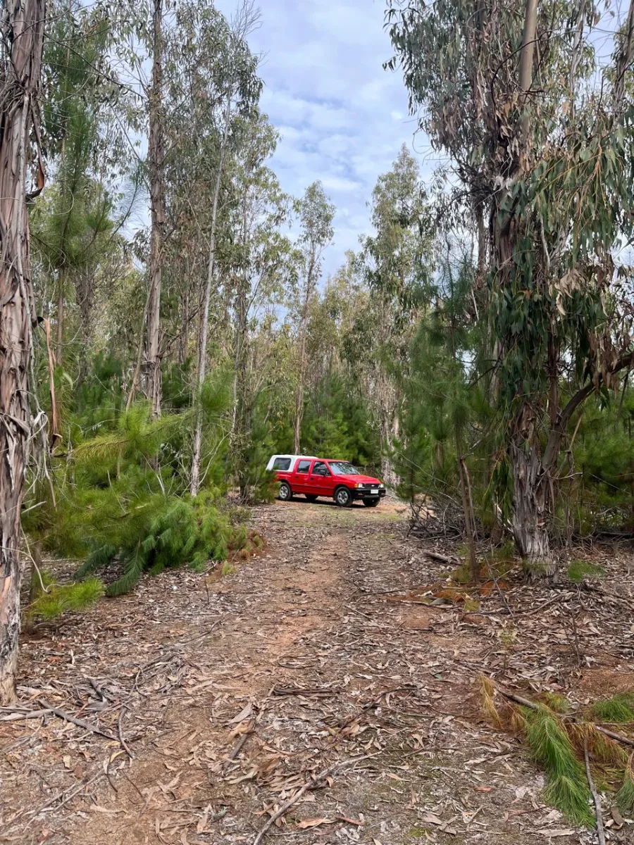 Predio Forestal de 13,5 Hectáreas en Paredones — foto 5