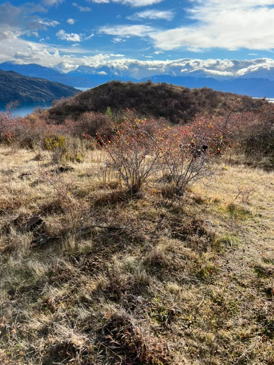 20.000 m² con vista al Lago y Campos de Hielo — foto 4