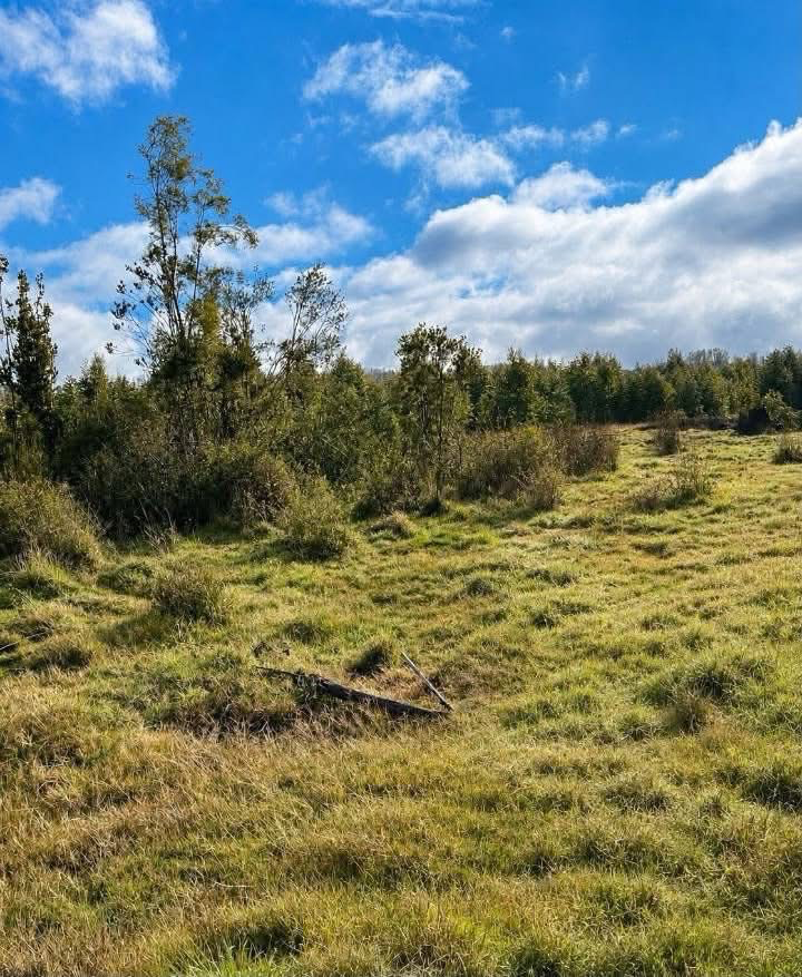 Parcelas 5.000m2 a 30 min de Puerto Varas  — foto 4