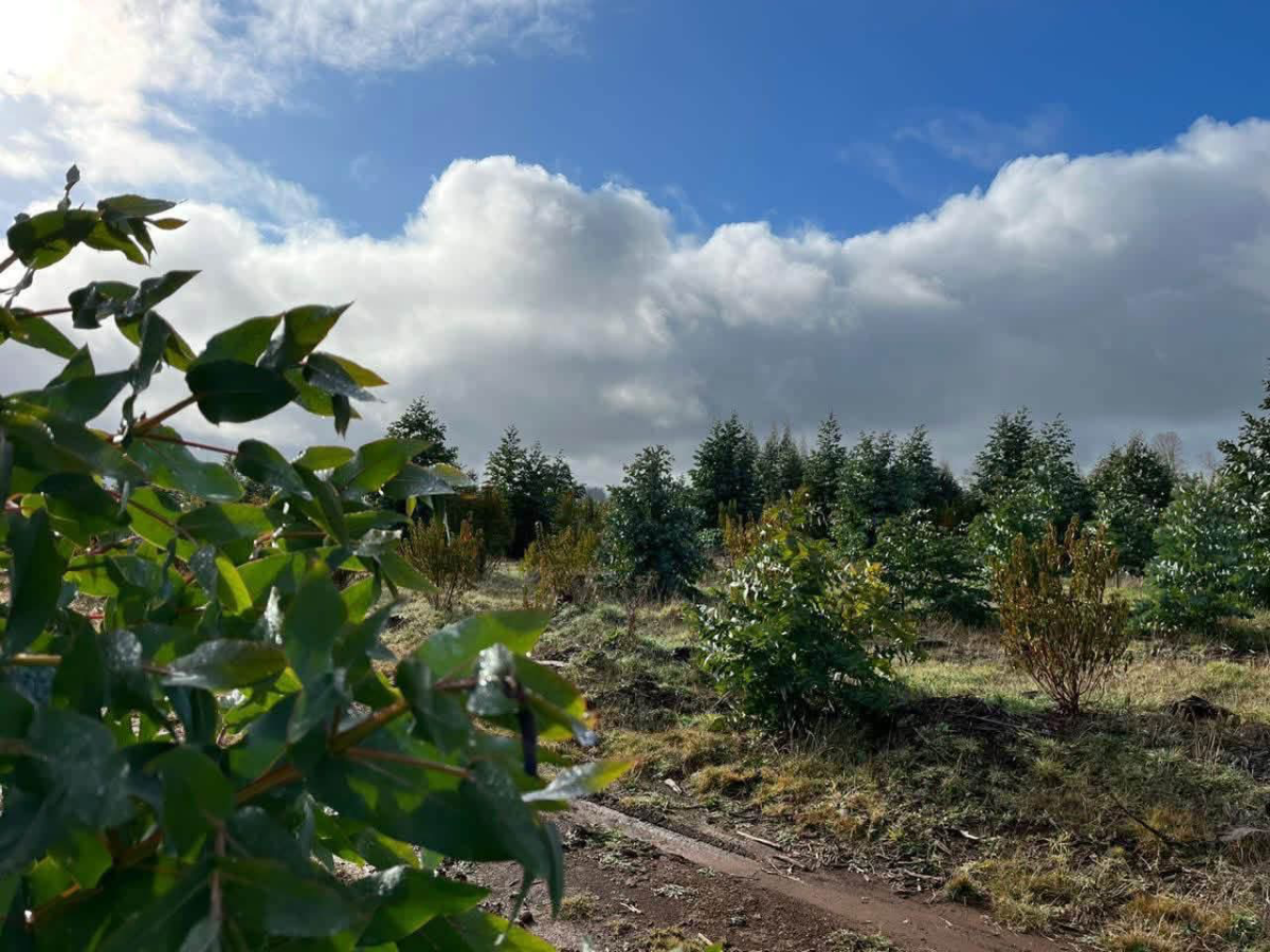 Parcelas 5.000m2 a 30 min de Puerto Varas  — foto 5