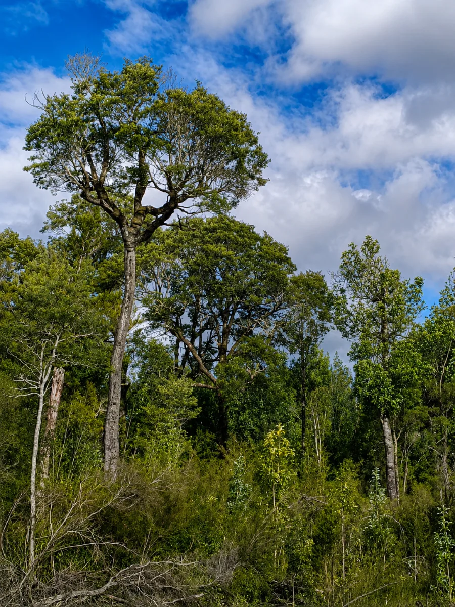 Parcela isla de chiloe quemchi — foto 3
