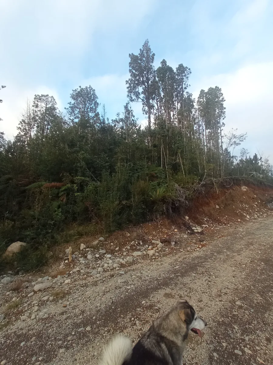 Parcelas de 5.000m² colonia tres puentes   — foto 2