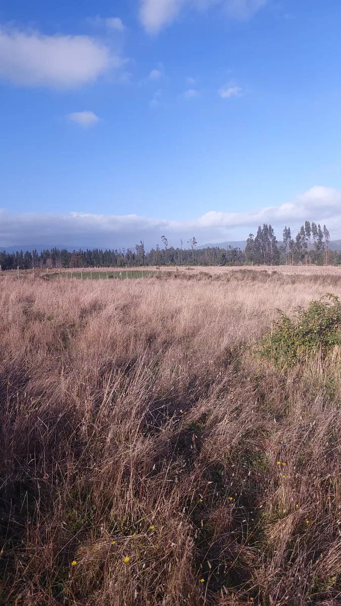 Parcela en Pangueco 5000m2   — foto 5