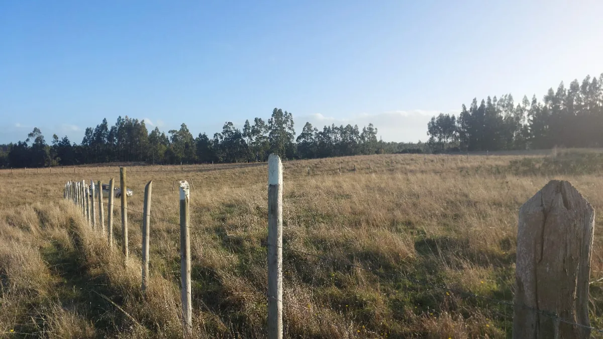 Parcela en Pangueco 5000m2   — foto 3