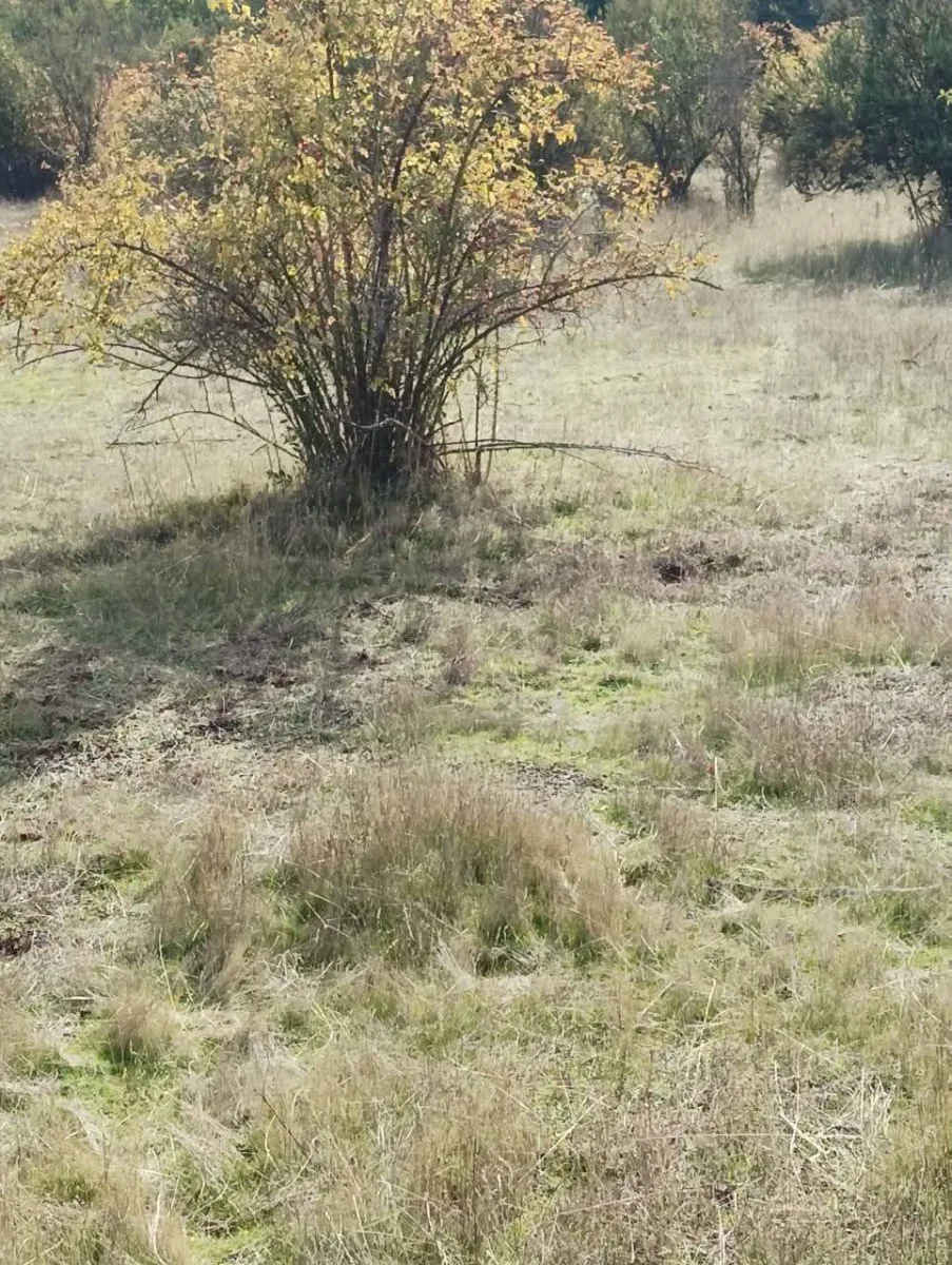 Terreno Parral, Lomas de Machicura 5.000 metros — foto 4