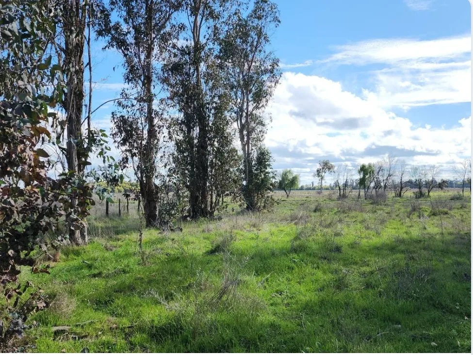 Parcela 5000m2, Chillán  — foto 3