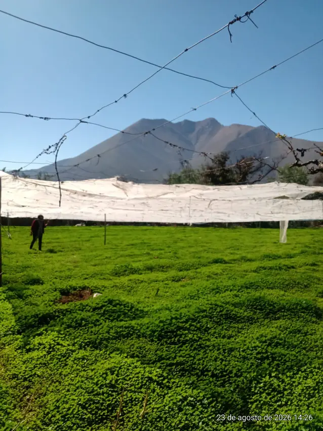 TERRENO AGRÍCOLA EN VENTA PERALILLO, VICUÑA 