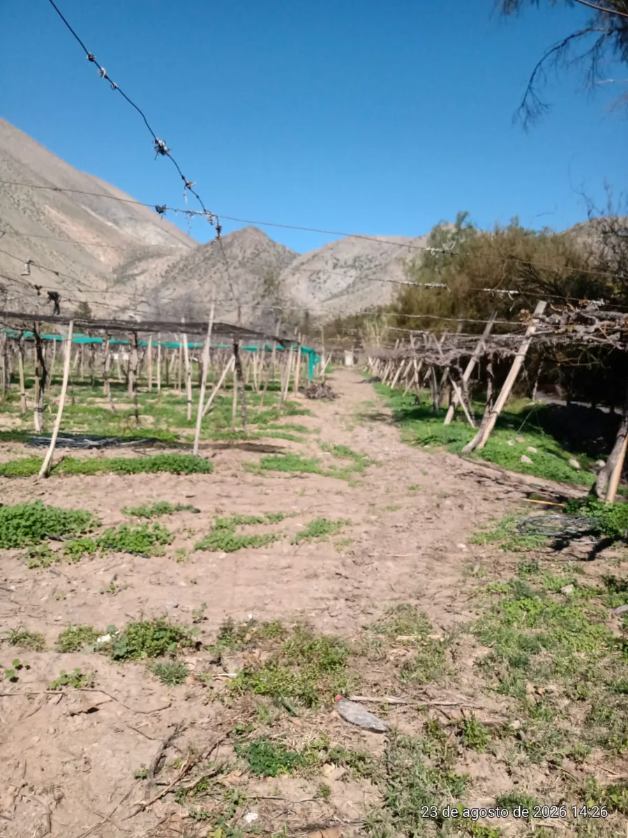 TERRENO AGRÍCOLA EN VENTA PERALILLO, VICUÑA  — foto 4