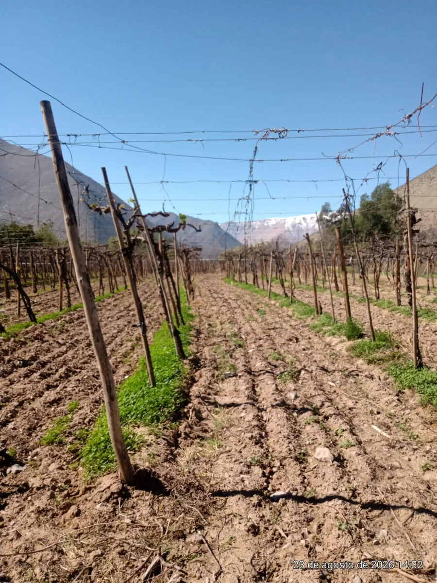 TERRENO AGRÍCOLA EN VENTA PERALILLO, VICUÑA  — foto 2