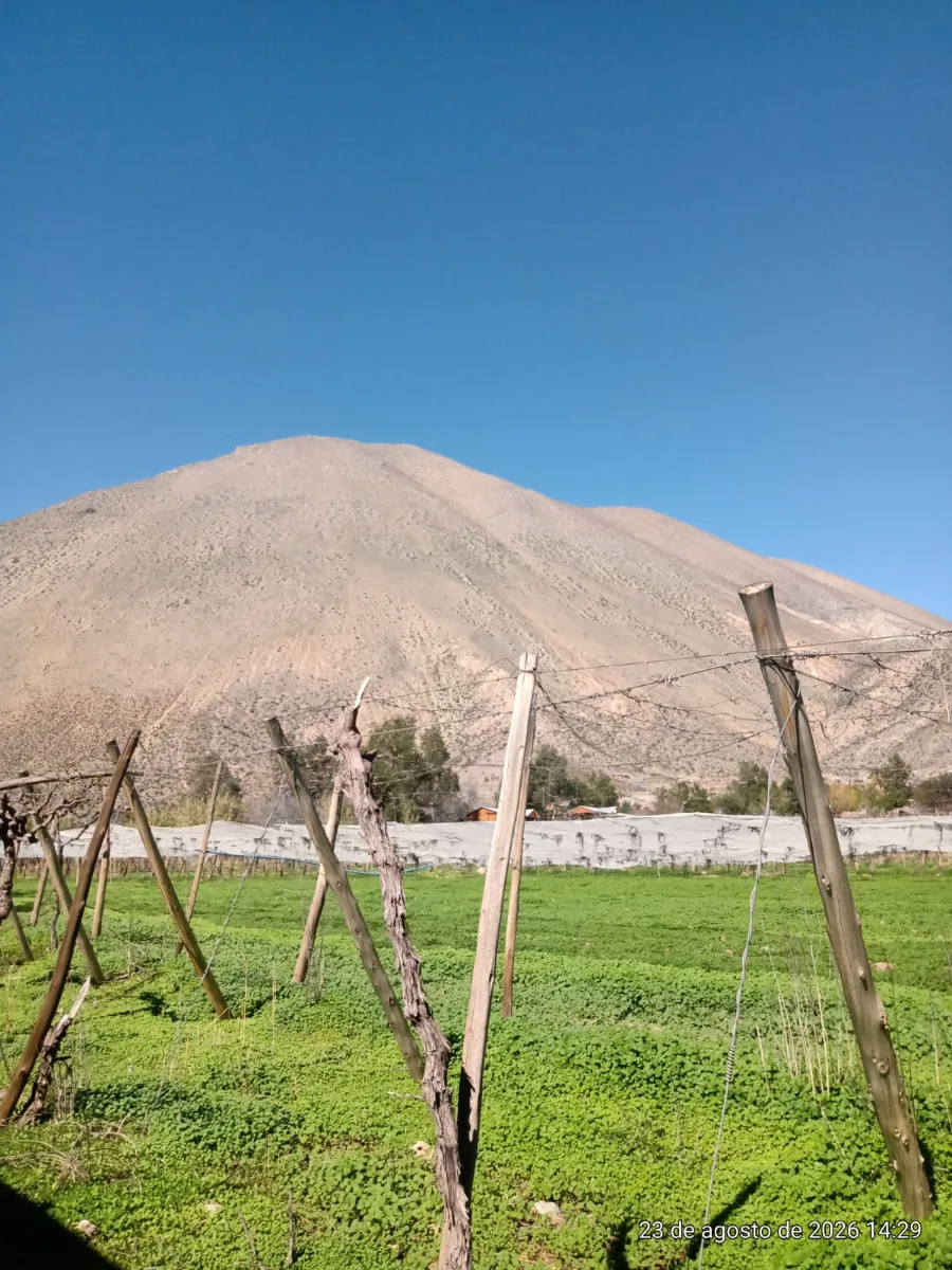 TERRENO AGRÍCOLA EN VENTA PERALILLO, VICUÑA  — foto 3