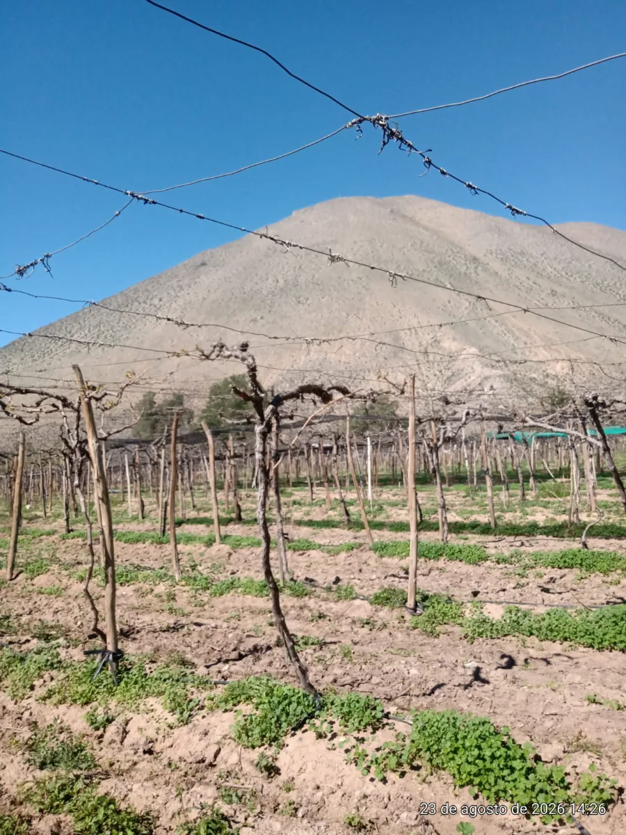 TERRENO AGRÍCOLA EN VENTA PERALILLO, VICUÑA  — foto 5