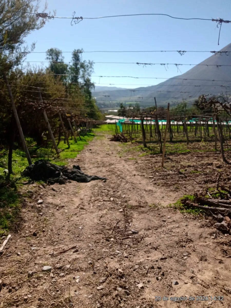 TERRENO AGRÍCOLA EN VENTA PERALILLO, VICUÑA  — foto 6