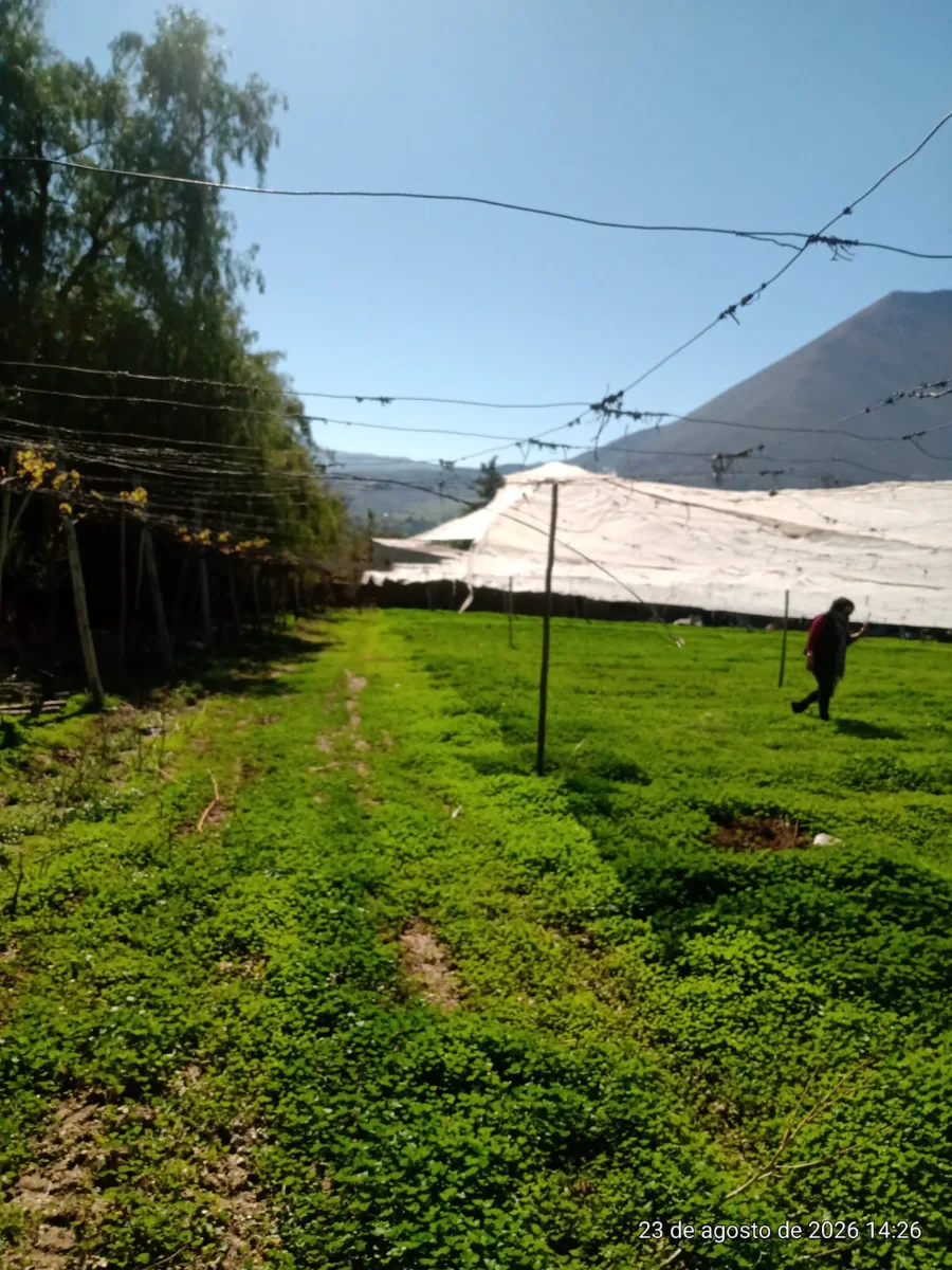 TERRENO AGRÍCOLA EN VENTA PERALILLO, VICUÑA  — foto 8