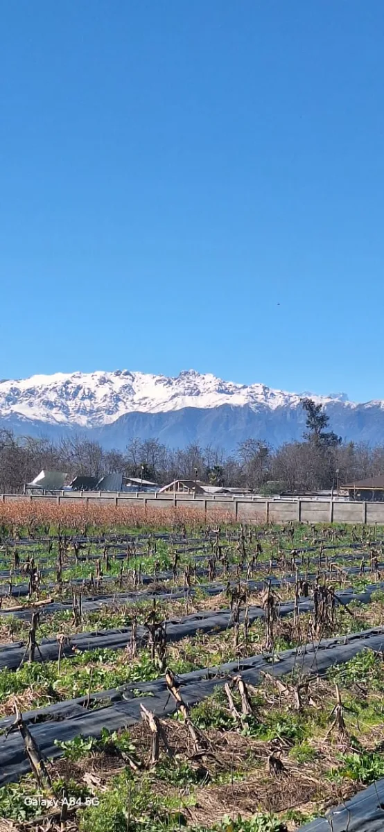 Terreno 1ha con casa y huerta de arándanos — foto 4