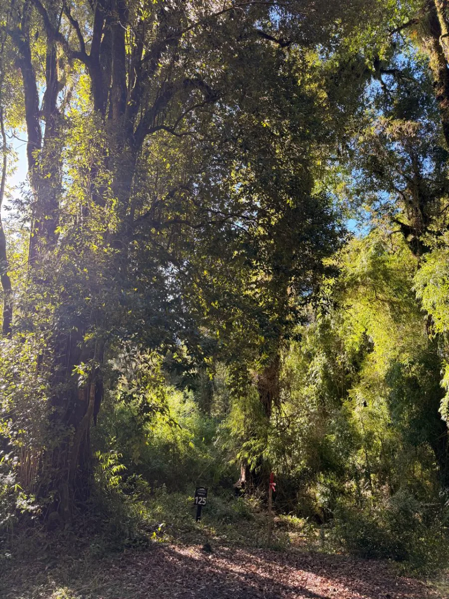 Parcela desde 5000m2, Km 35 Ensenada — foto 3