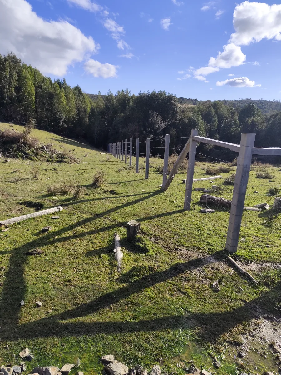 Campo precordillerano sector el Mañio comuna de fresia  — foto 5