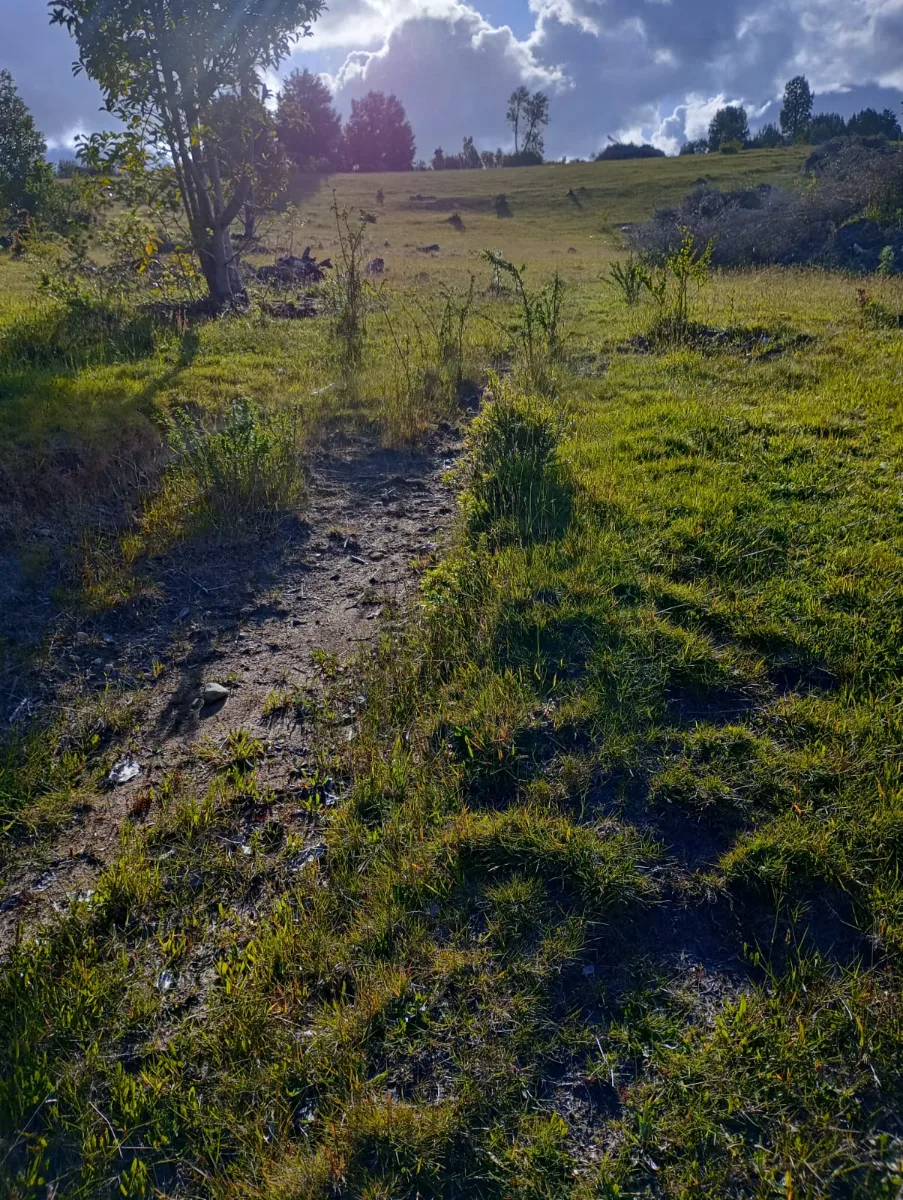 Campo precordillerano sector el Mañio comuna de fresia  — foto 3