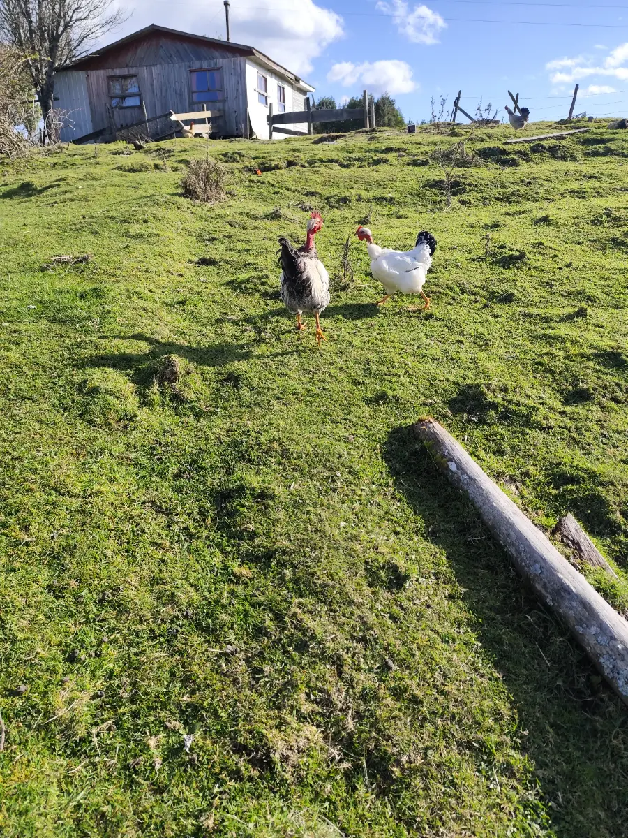 Campo precordillerano sector el Mañio comuna de fresia  — foto 7