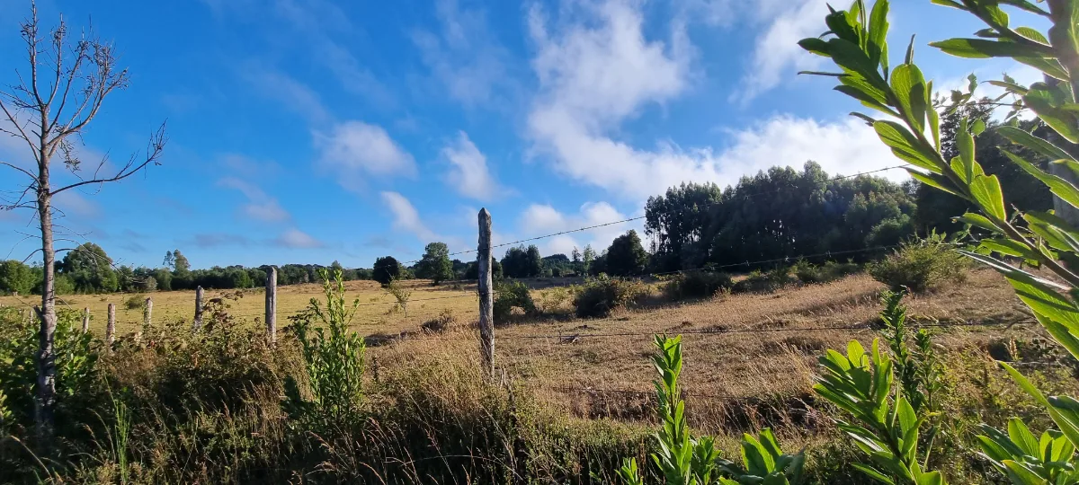 Parcela 5000 mts2  Maullín  — foto 5