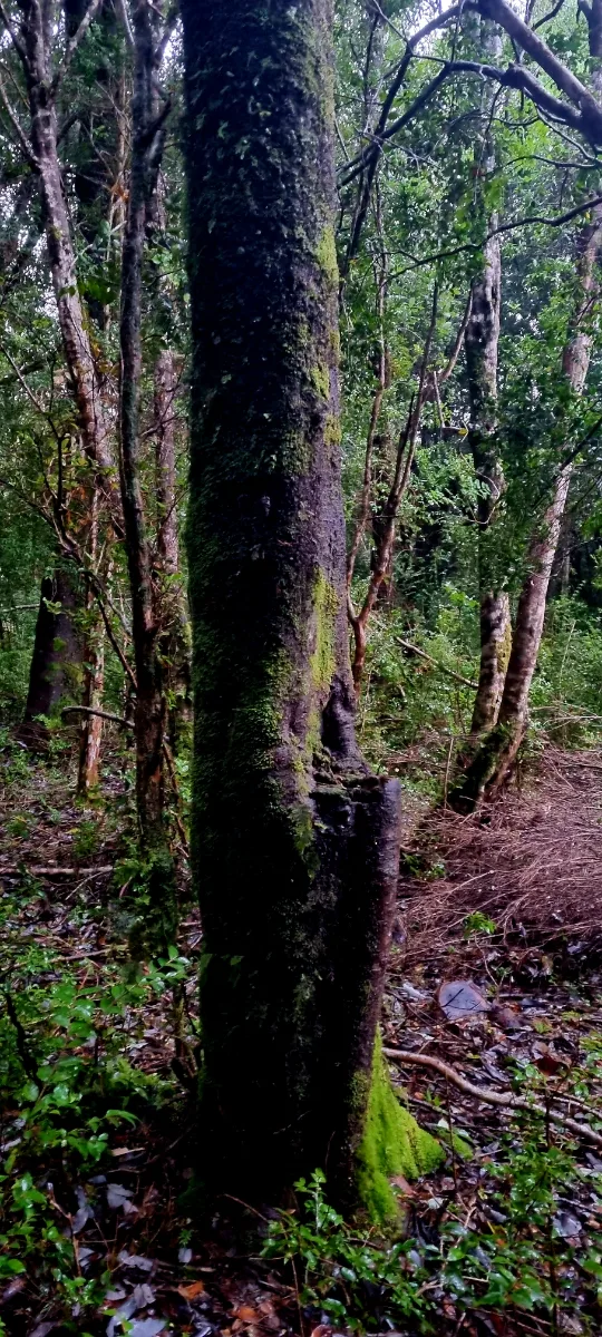 Parcela 5000 mts2  Maullín  — foto 1