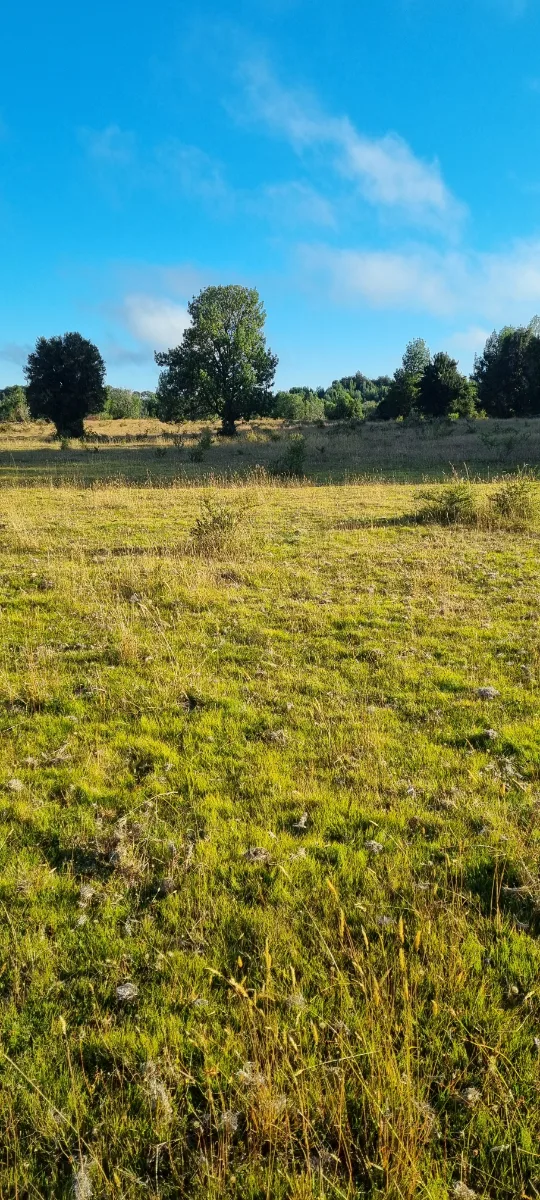 Parcela 5000 mts2  Maullín  — foto 8