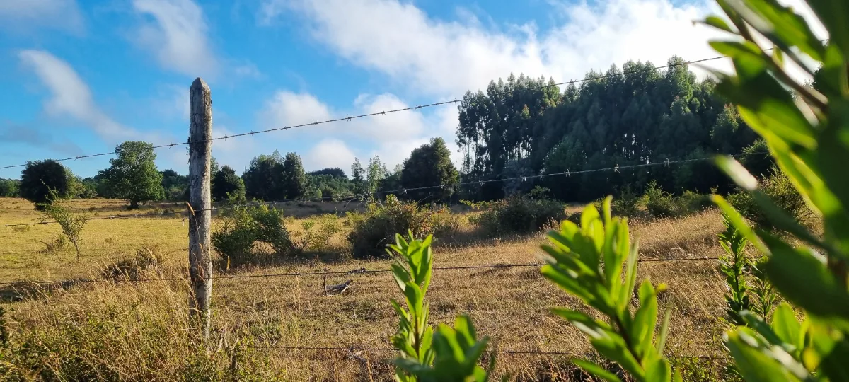 Parcela 5000 mts2  Maullín  — foto 6