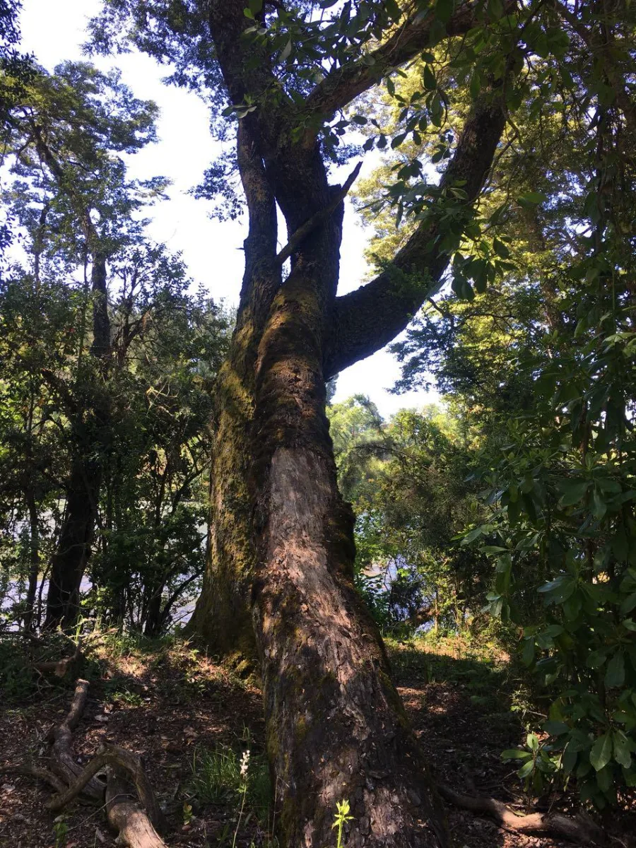 TERRENO 2,5 HECTÁREAS CON RIBERA AL RÍO CAUTÍN — foto 2