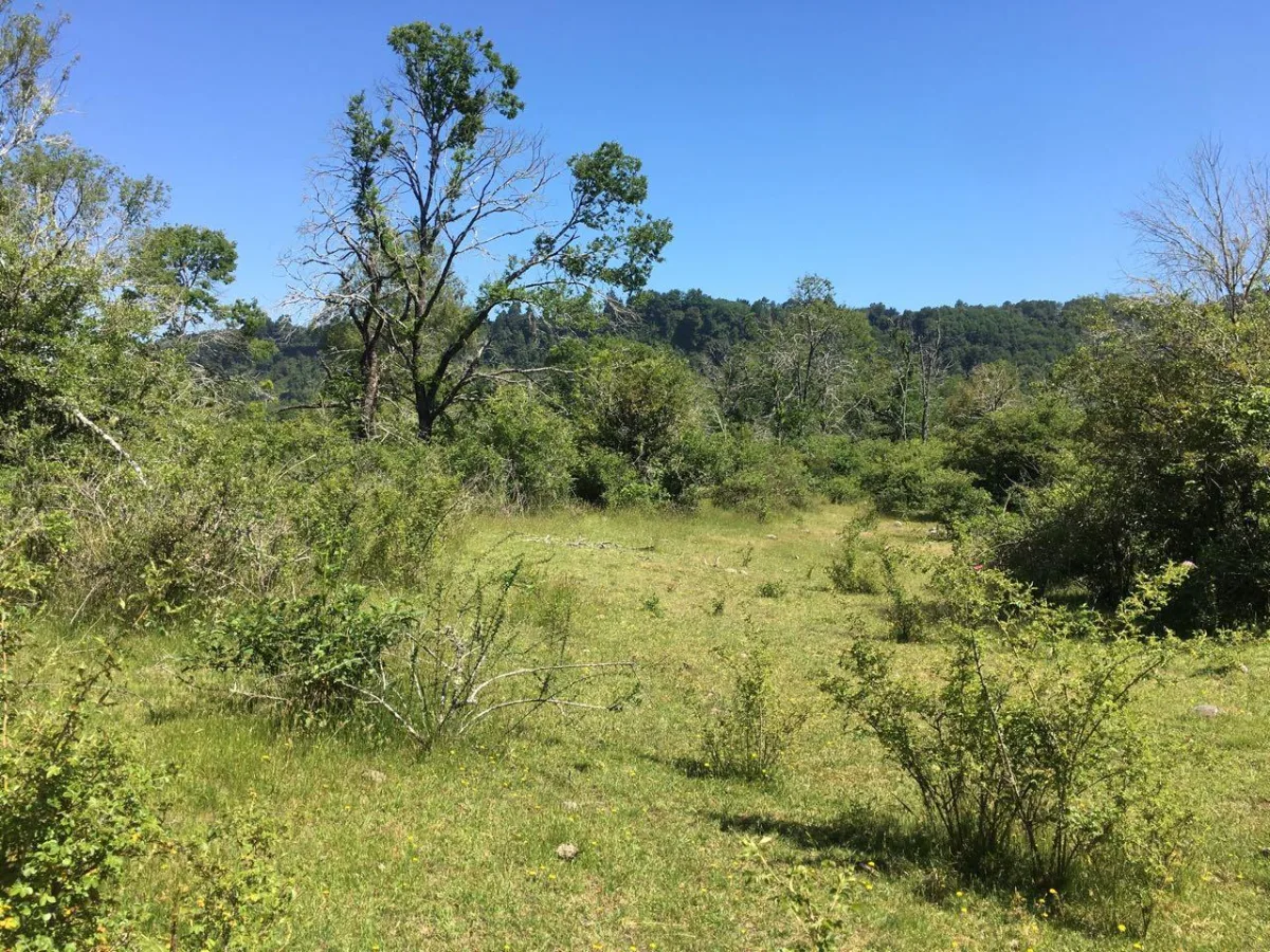 TERRENO 2,5 HECTÁREAS CON RIBERA AL RÍO CAUTÍN — foto 4