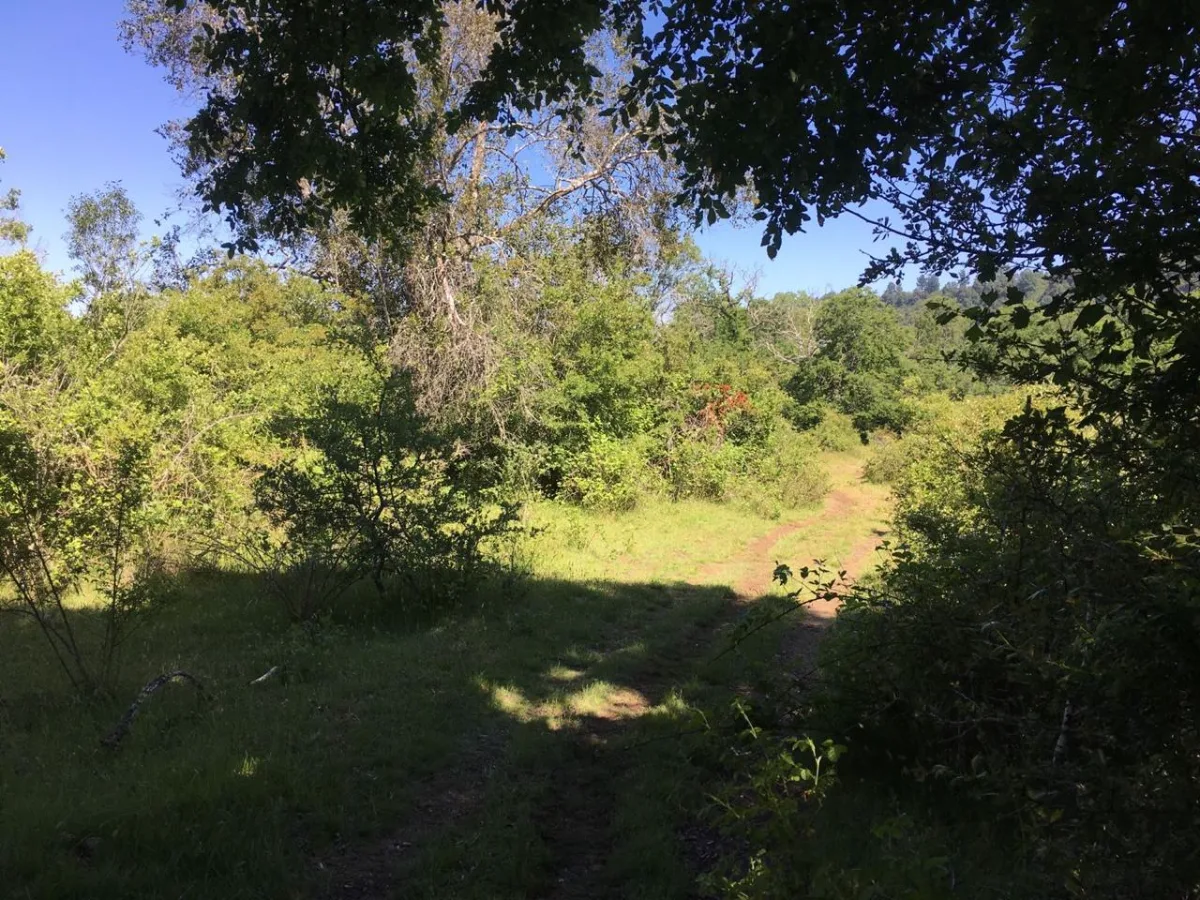 TERRENO 2,5 HECTÁREAS CON RIBERA AL RÍO CAUTÍN — foto 5