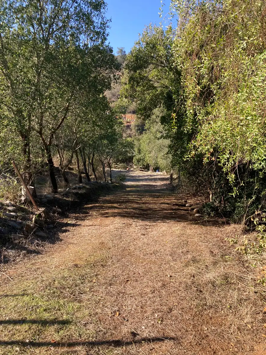 Parcela 5.000 m2, casa, bosque y arboles frutales — foto 6