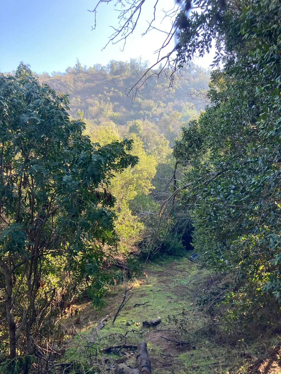 Parcela 5.000 m2, casa, bosque y arboles frutales — foto 8