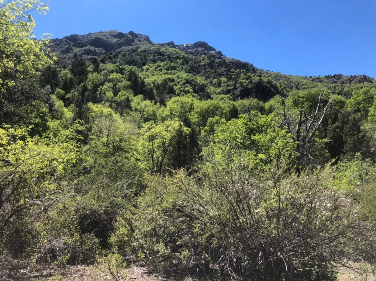 10 HECTÁREAS EN RÍO ACHIBUENO ALTA CORDILLERA DE LINARES — foto 2