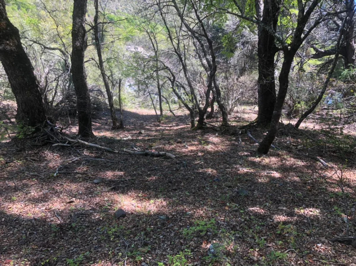 10 HECTÁREAS EN RÍO ACHIBUENO ALTA CORDILLERA DE LINARES — foto 7