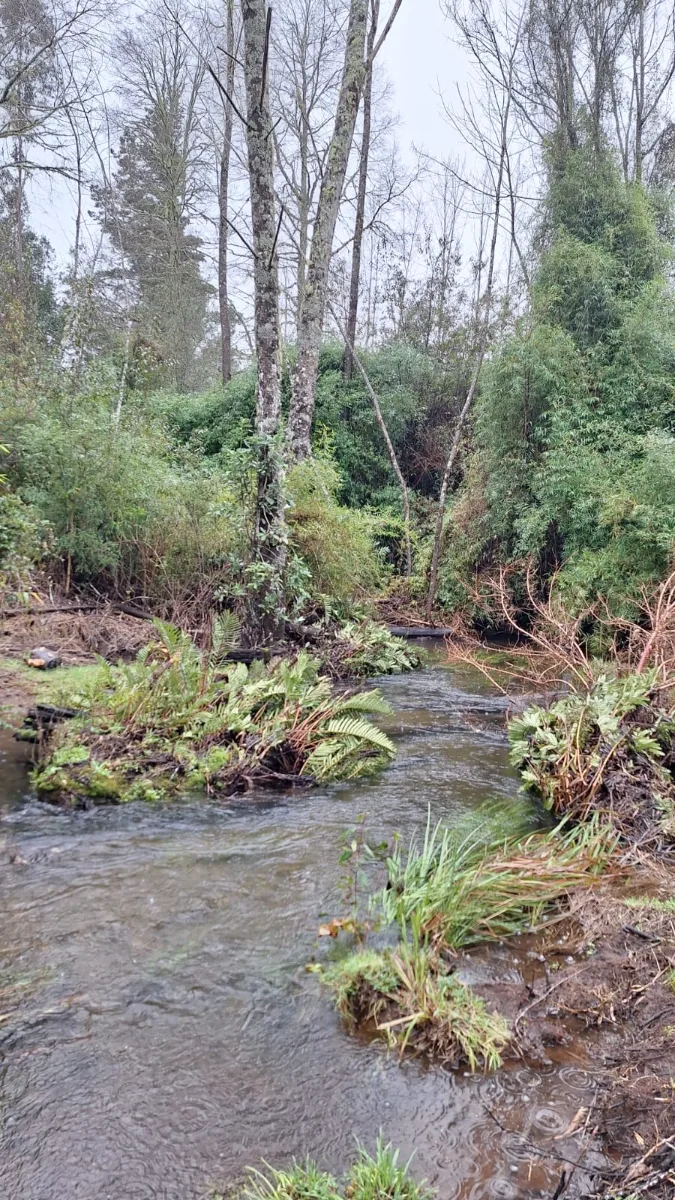Parcela 15000m2, a 6 km de Los Lagos, Región de Los Rios — foto 1