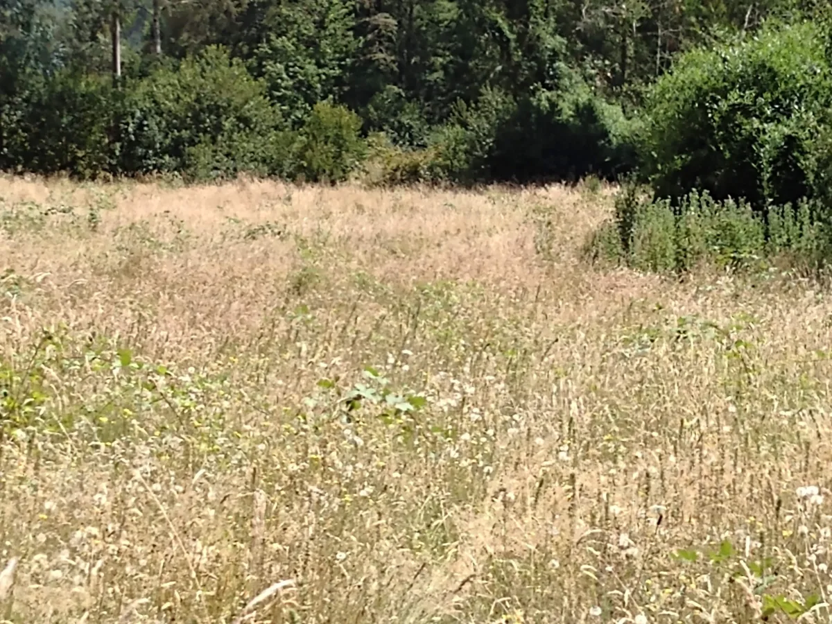 Parcela 15000m2, a 6 km de Los Lagos, Región de Los Rios — foto 3