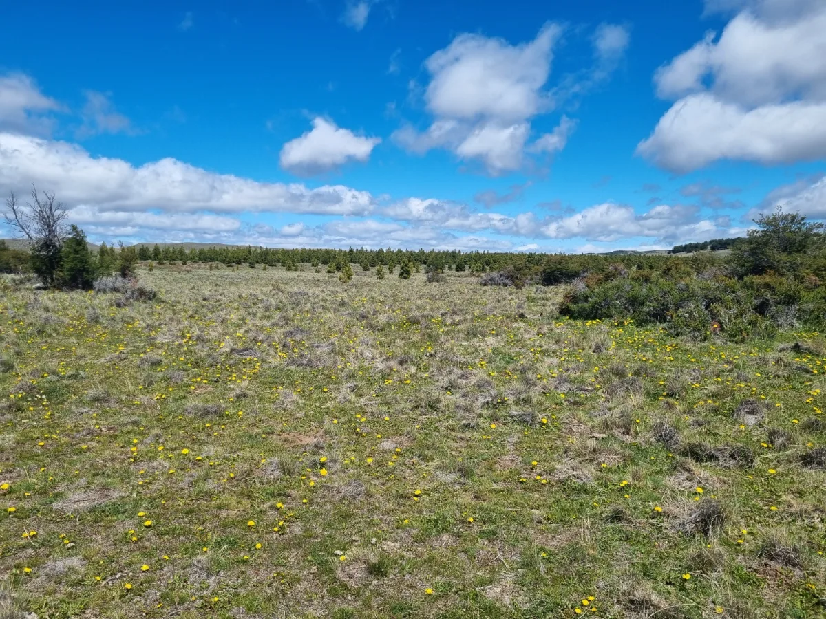 Parcela de 2 hectáreas en Patagonia Chilena — foto 2