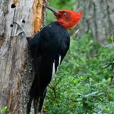 PARCELAS BOSQUE PATAGÓNICO PARQUE NACIONAL — foto 1